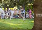 650A2031 Lipizzaner im Burggarten Foto Pfluegl 160719